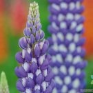 25 Seeds Neptune Lupine Seeds For Garden Planting Easy to Grow