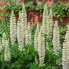 25 Seeds Noble Maiden Lupine Seeds For Garden Planting Easy to Grow