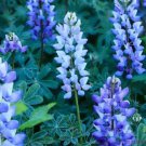 25 Seeds Perennial Teal Lupine Seeds For Garden Planting Easy to Grow