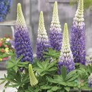 25 Seeds Persian Slipper Lupine Seeds For Garden Planting Easy to Grow