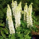 25 Seeds Polar Princess Lupine Seeds For Garden Planting Easy to Grow