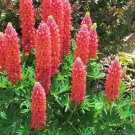 25 Seeds Red Arrow Lupine Seeds For Garden Planting Easy to Grow