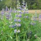 25 Seeds Riverbank Lupine Seeds For Garden Planting Easy to Grow