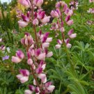 25 Seeds Rodeo Rose Lupine Seeds For Garden Planting Easy to Grow