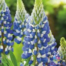 25 Seeds Rsell Blue Lupine Seeds For Garden Planting Easy to Grow