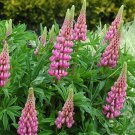 25 Seeds Rsell Pink Lupine Seeds For Garden Planting Easy to Grow