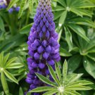 25 Seeds Rsell Purple Lupine Seeds For Garden Planting Easy to Grow