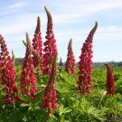 25 Seeds Rsell Red Lupine Seeds For Garden Planting Easy to Grow