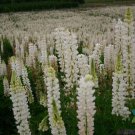25 Seeds Rsell White Lupine Seeds For Garden Planting Easy to Grow