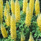 25 Seeds Saffron Lupine Seeds For Garden Planting Easy to Grow