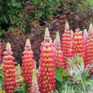 25 Seeds Tequila Flame Lupine Seeds For Garden Planting Easy to Grow