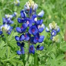 25 Seeds Texas Bluebonnet Lupine Seeds For Garden Planting Easy to Grow