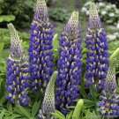 25 Seeds The Governor Lupine Seeds For Garden Planting Easy to Grow