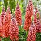 25 Seeds Towering Inferno Lupine Seeds For Garden Planting Easy to Grow