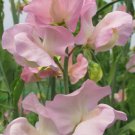 50 Seeds Alisa Sweet Pea Seeds For Garden Planting Easy to Grow