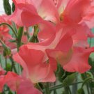 50 Seeds Marjorie Carrier Sweet Pea Seeds For Garden Planting Easy to Grow