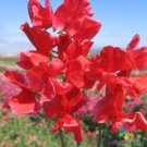 50 Seeds Air Warden Sweet Pea Seeds For Garden Planting Easy to Grow