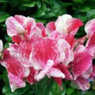 50 Seeds America Sweet Pea Seeds For Garden Planting Easy to Grow
