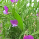 50 Seeds Lathyr Little Gems Annual Sweet Pea Seeds For Garden Easy to Grow
