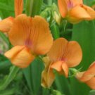 50 Seeds Lathyr Annu Mrs R Penney Annual Sweet Pea Seeds Easy to Grow