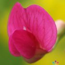 50 Seeds Lathyr Nissolia Annual Sweet Pea Seeds For Garden Easy to Grow