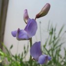 50 Seeds Lathyr Paranensis Annual Sweet Pea Seeds For Garden Easy to Grow