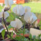 50 Seeds Lathyr Sativ Var Alb Annual Sweet Pea Seeds Easy to Grow