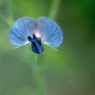 50 Seeds Lathyr Sativ Var Azure Annual Sweet Pea Seeds Easy to Grow