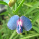 50 Seeds Lathyr Sativ Var Cyane Annual Sweet Pea Seeds Easy to Grow