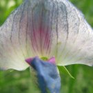 50 Seeds Lathyr Sativ Crescent Moon Annual Sweet Pea Seeds Easy to Grow