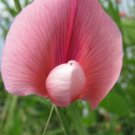 50 Seeds Lathyr Tingitan Var Rose Annual Sweet Pea Seeds Easy to Grow