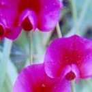 50 Seeds Lathyr Tingitan Annual Sweet Pea Seeds For Garden Easy to Grow