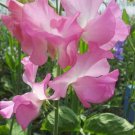 50 Seeds Aunt Jane Sweet Pea Seeds For Garden Planting Easy to Grow