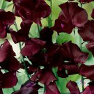 50 Seeds Beau­Jolais Sweet Pea Seeds For Garden Planting Easy to Grow