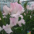 50 Seeds Beth Chatto Sweet Pea Seeds For Garden Planting Easy to Grow