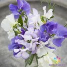 50 Seeds Blue Mix Sweet Pea Seeds For Garden Planting Easy to Grow