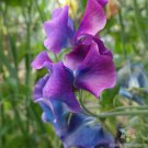50 Seeds Blue Shift Sweet Pea Seeds For Garden Planting Easy to Grow