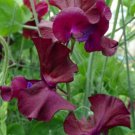 50 Seeds Burnished Bronze Sweet Pea Seeds For Garden Planting Easy to Grow