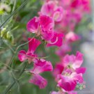 50 Seeds Dynasty Sweet Pea Seeds For Garden Planting Easy to Grow
