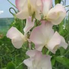 50 Seeds Bix Sweet Pea Seeds For Garden Planting Easy to Grow