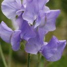 50 Seeds Blue Wonder Sweet Pea Seeds For Garden Planting Easy to Grow