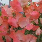 50 Seeds Candyfloss Sweet Pea Seeds For Garden Planting Easy to Grow