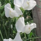 50 Seeds Cannes Sweet Pea Seeds For Garden Planting Easy to Grow