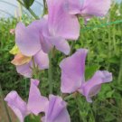 50 Seeds Elegance Lavender Sweet Pea Seeds For Garden Planting Easy to Grow