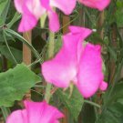 50 Seeds Elegance Rose Sweet Pea Seeds For Garden Planting Easy to Grow