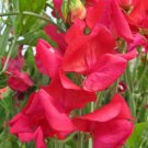 50 Seeds Genoa Sweet Pea Seeds For Garden Planting Easy to Grow