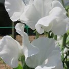 50 Seeds Janet Sweet Pea Seeds For Garden Planting Easy to Grow