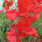 50 Seeds Jimmy Sweet Pea Seeds For Garden Planting Easy to Grow