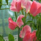 50 Seeds June Sweet Pea Seeds For Garden Planting Easy to Grow