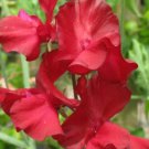 50 Seeds Kenneth Sweet Pea Seeds For Garden Planting Easy to Grow